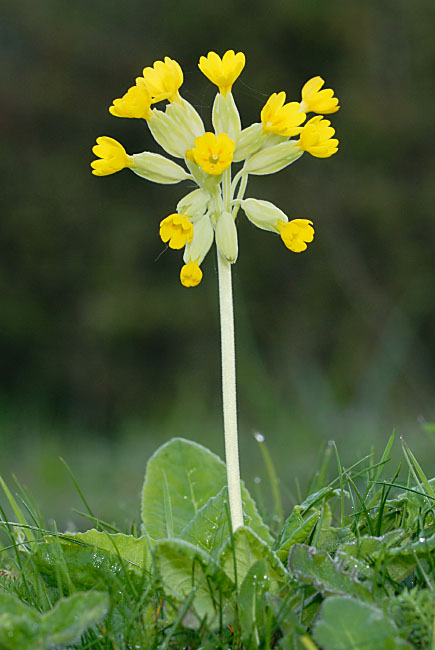 Cowslip flower (Primula officinalis) on Hoar Hill Nature Reserve, Hampshire, England