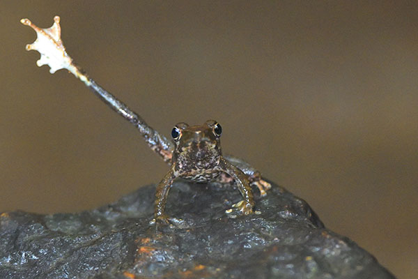 Beautiful Dancing Frog (Micrixalus adonis) dancing