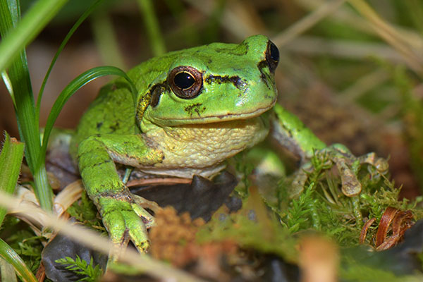 Japanese Treefrog (Hyla japonica) on Hokkaido
