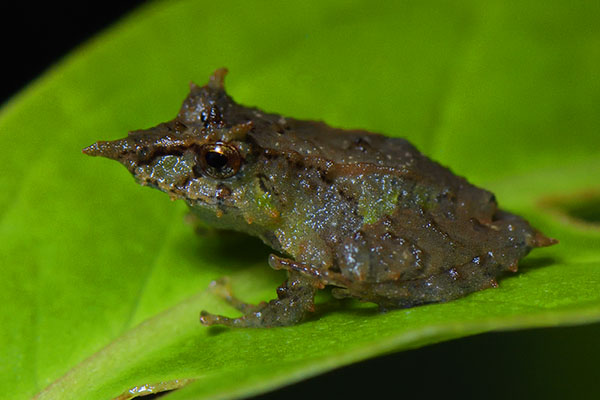 Pinocchio Rainfrog (Pristimantis appendiculatus) in the cloud forest