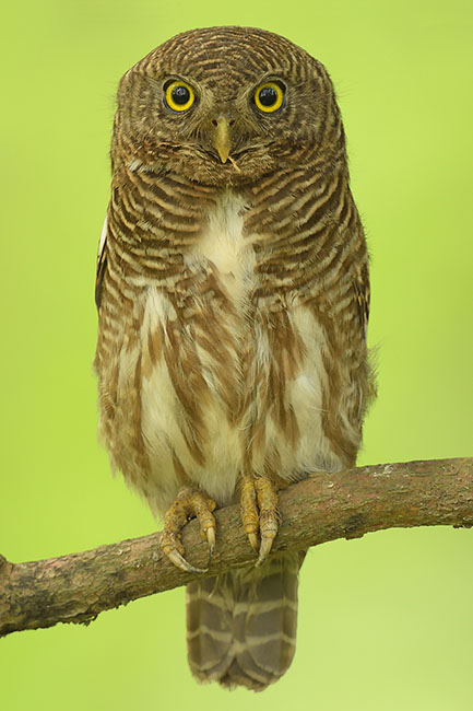 Asian Barred Owlet (Glaucidium cuculoides) in Assam, India
