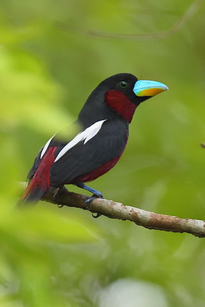 Black-and-Red Broadbill (Cymbirhynchus macrorhynchos) in Way Kambas National Park