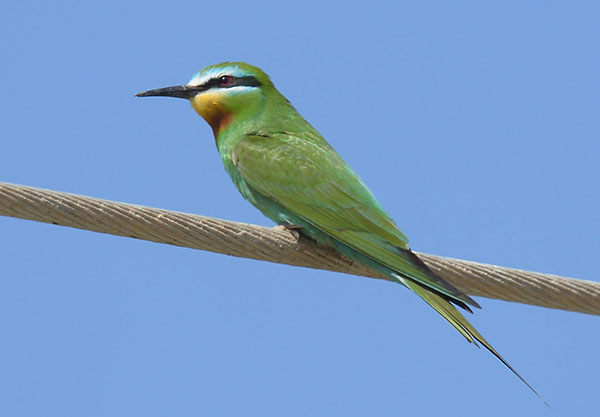 Blue-cheeked Bee-eater (Merops persicus)