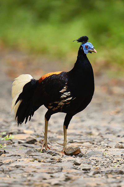 Crested Fireback (Lophura ignita) in Way Kambas National Park