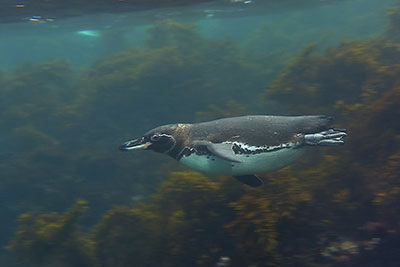 Galapagos Penguin (Spheniscus mendiculus) at Isabella island