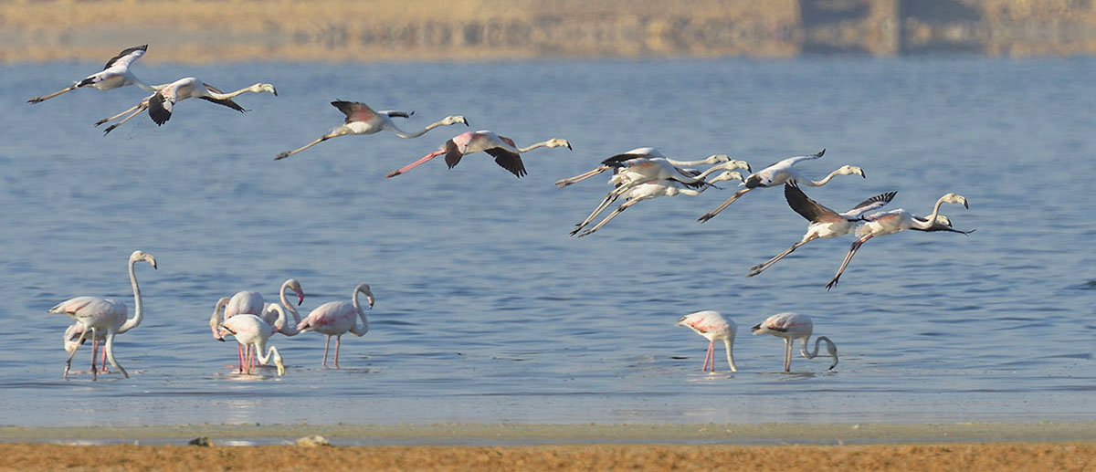 Greater Flamingoes (Phoenicopterus roseus) landing at Lake Qarun