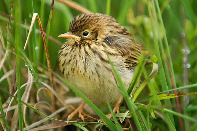 Young Meadow Pipit in the Brecon Beacons