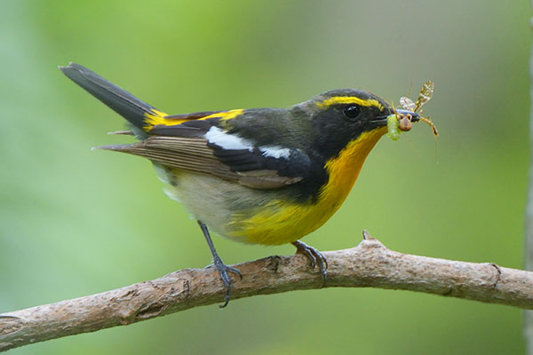 Narcissus Flycatcher (Ficedula narcissina) with a beak full of food