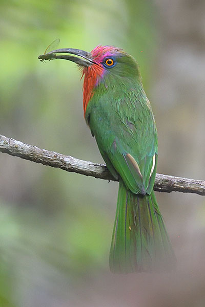 BRed-bearded Bee-eater (Nyctyornis amictus) eating a cicada in Way Kambas National Park