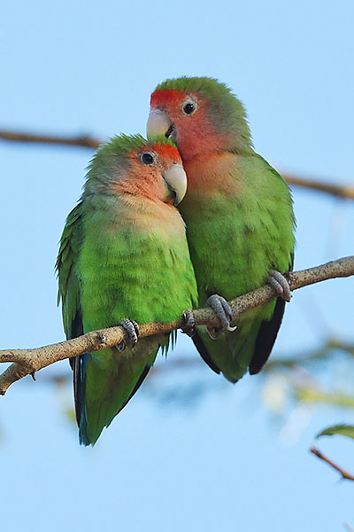 rosy-faced lovebird (Agapornis roseicollis) in the erongo mountains
