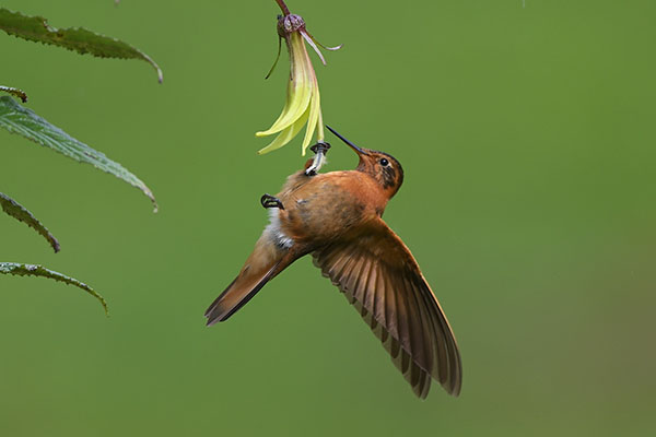 Shining Sunbeam (Aglaeactis cupripennis) hummingbird at Papallacta