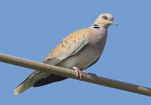 European Turtle Dove (Streptopelia turtur)