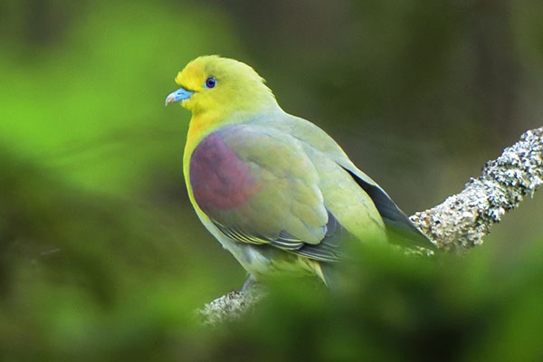 White-bellied Green Pigeon (Treron sieboldii) in Japan