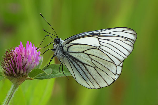 Black-veined White butterfly (Aporia crataegi) feeding on clover
