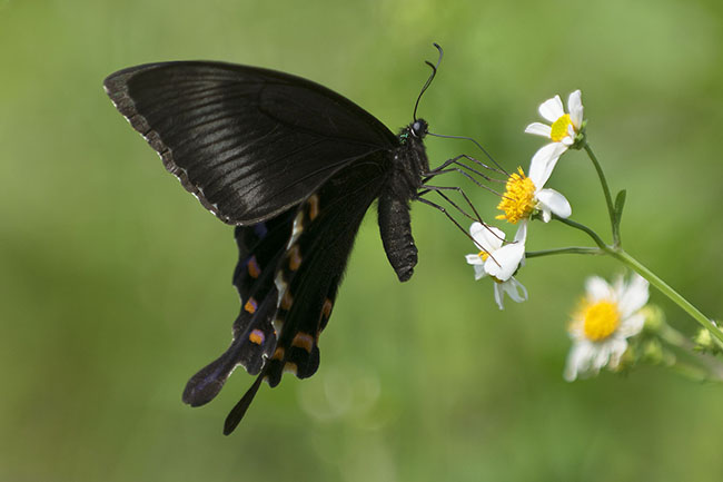 Chinese Peacock butterfly (Papilio bianor) in Okinawa, Japan