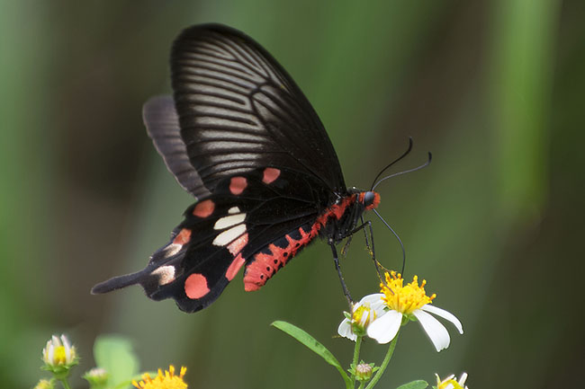 Common Rose Butterfly (Pachliopta aristolochiae) in Okinawa, Japan