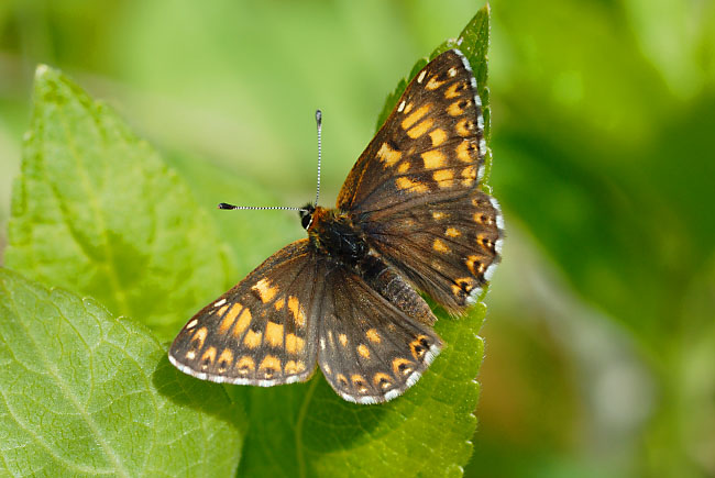 Duke of Burgundy butterfly (Hamearis lucina) on Hoar Hill Nature Reserve, Hampshire, England