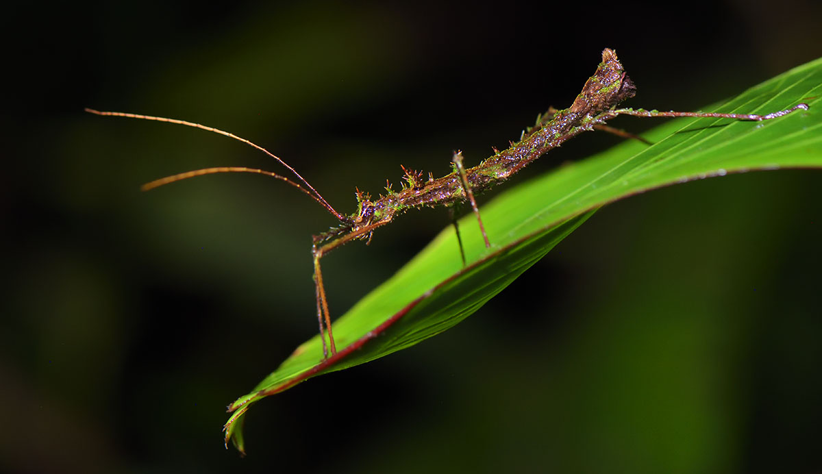 Green spiny stick insect (Phasmatodea sp.) in the cloud forest