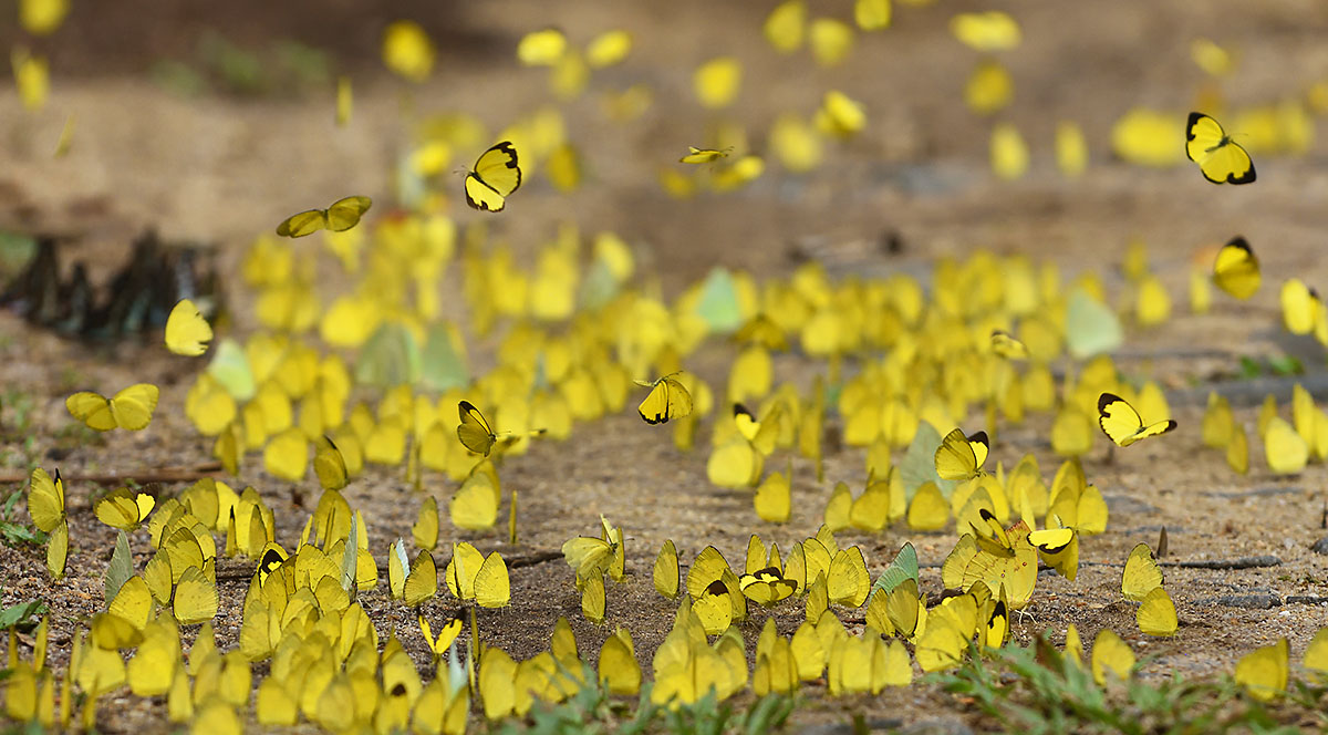 Swarm of butterflies in Way Kambas National Park, Sumatra