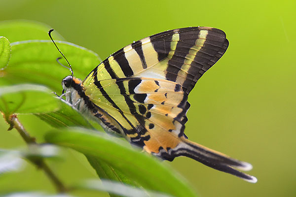 Five-bar Swordtail (Graphium antiphates) in Sumatra