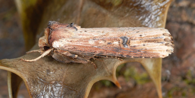 The Flame moth (Axylia putris) in Gorseinon, south Wales