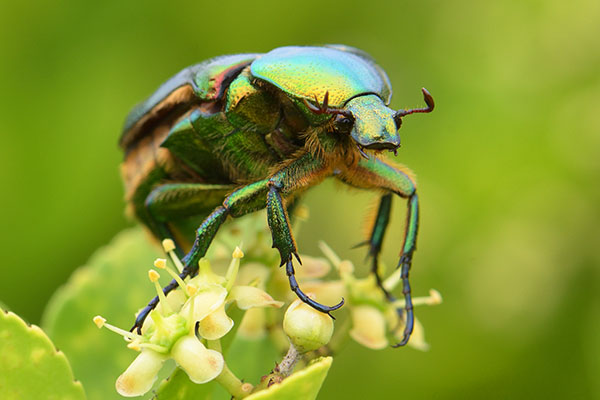 Large-billed Crow (Corvus macrorhynchos) calling