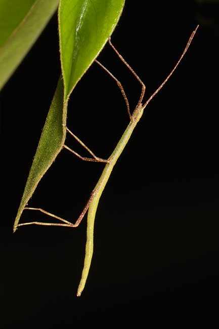 Young Stick Insect (Phasmatodea sp.) in Jiangfeng Ling National Park
