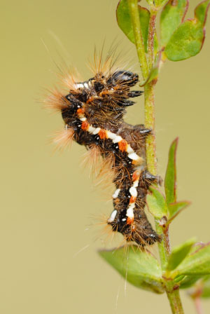 Knot Grass (Acronicta rumicis) at Parc Slip Nature Reserve