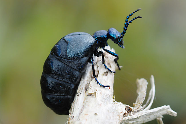 Black Oil Beetle (Meloe proscarabaeus) in the Alun Valley, south Wales