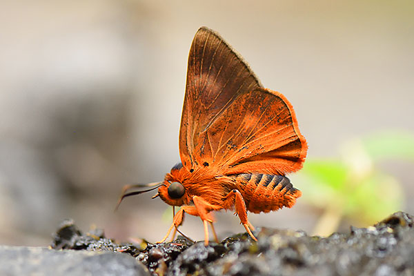 Orange Awlet Butterfly (Burara sp.)