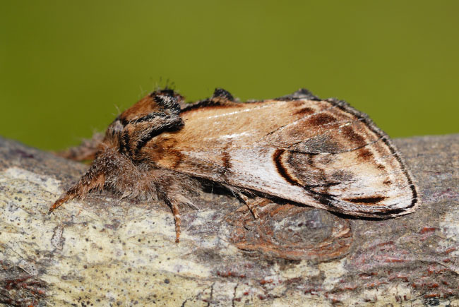 Pebble Prominent (Notodonta ziczac) in the Alun Valley, south Wales