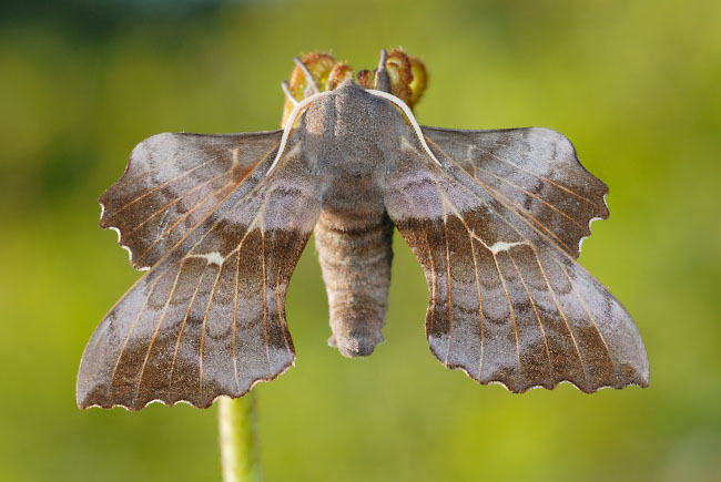 Poplar Hawk Moth (Laothoe populi) in the Alun Valley, south Wales