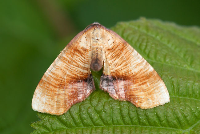 Scorched Wing moth (Plagodis dolabraria) in Gorseinon, south Wales