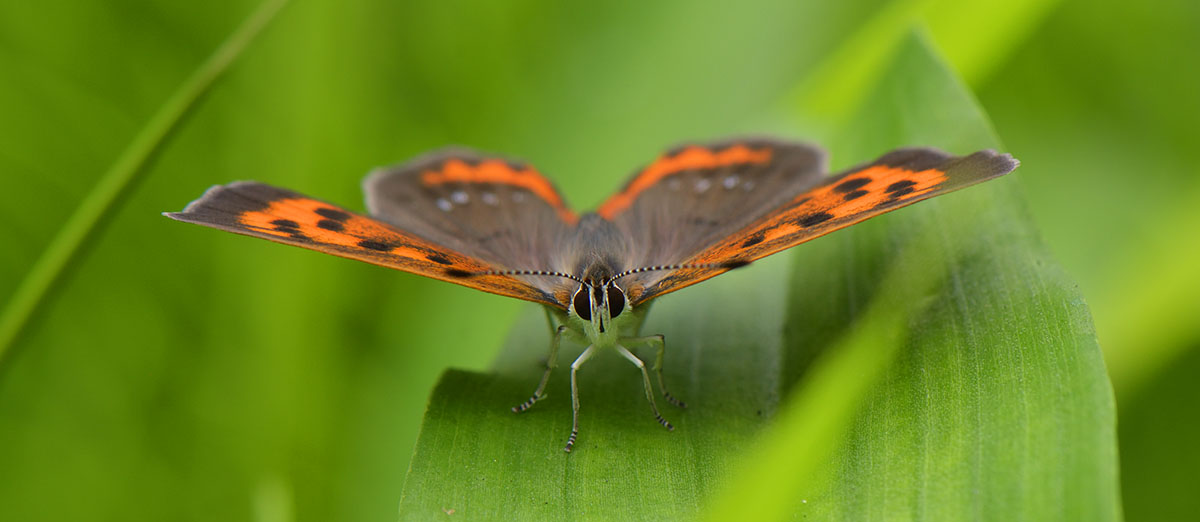 Small Copper butterfly (Lycaena phlaeas) in Tokyo