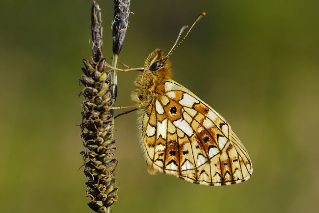Small Pearl-bordered Fritillary (Boloria selene) in the Alun Valley, south Wales