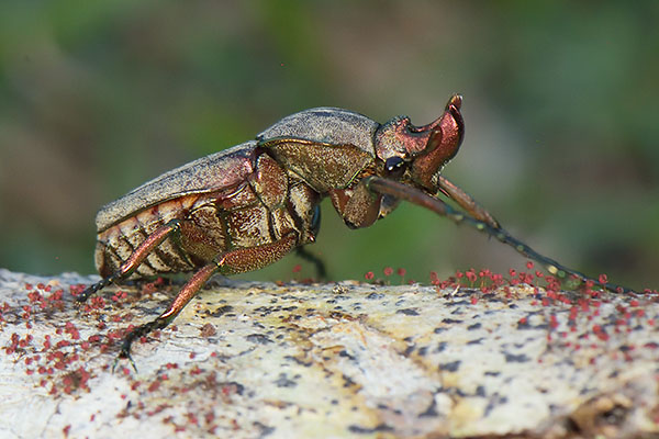 Theodosia Beetle (Theodosia sp.) in Sumatra