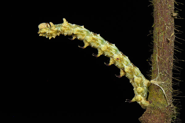 Thorny Geometrid caterpillar in Sumatra