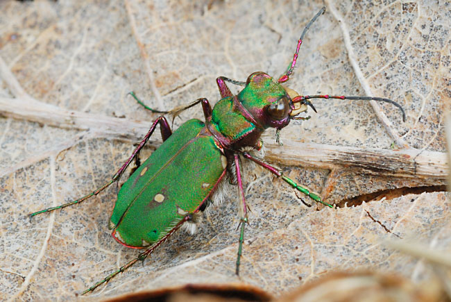 Green Tiger Beetle (Cicindela campestris) in the Alun Valley, south Wales