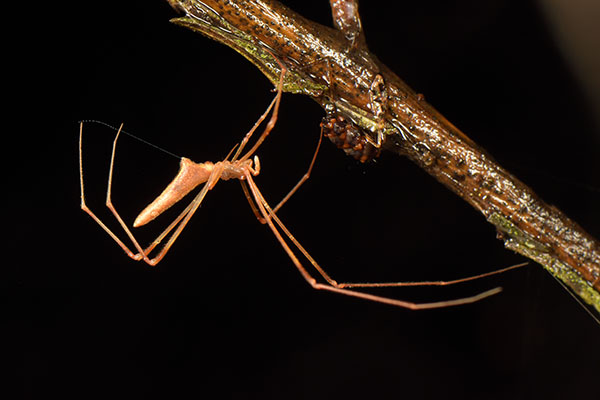 Japanese stick spider on Mount Takao