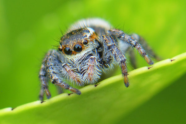 A Jumping Spider (Salticidae sp.) in Japan
