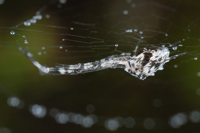 Hackled Orbweb Spider (Uloborus walckenaerius) on Witely Common, Surrey, England