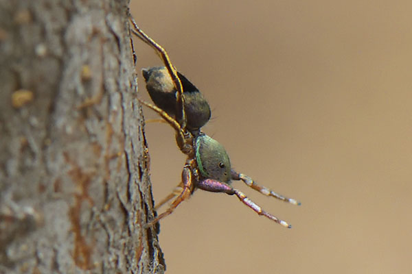 A Wasp-mimic Spider (Salticidae sp.) in Japan