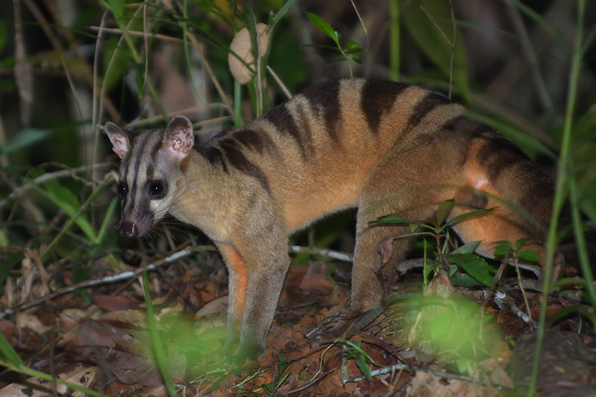 Banded Palm Civet (Hemigalus derbyanus) in Sumatra
