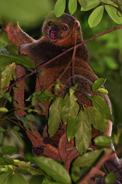 Sulawesi Bear Cuscus (Ailurops ursinus) in Tangkoko National Park