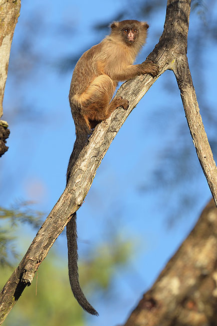 Black-tailed Marmoset (Mico melanurus) in the northern Pantanal