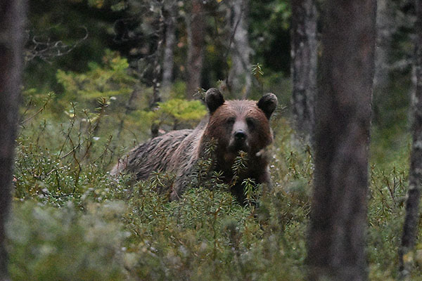 Brown Bear in the forest at Kungsberg