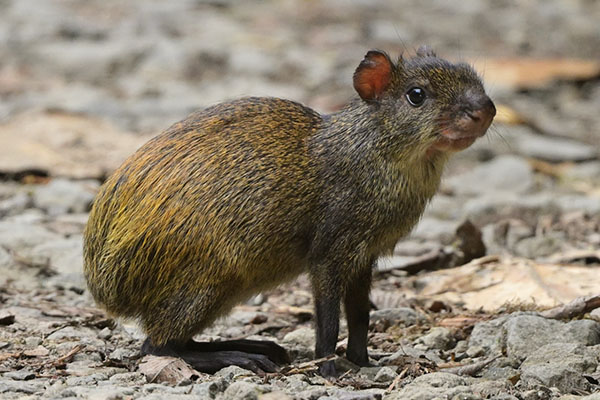 Central American Agouti (Dasyprocta punctata) in the cloud forest