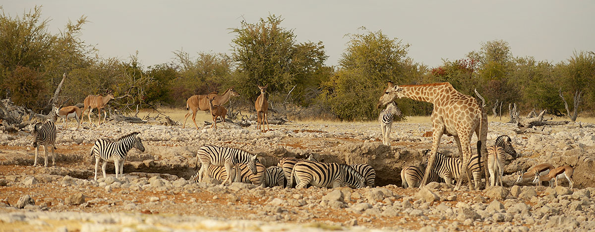 Animals crowding around  a waterhole in Etosha National Park