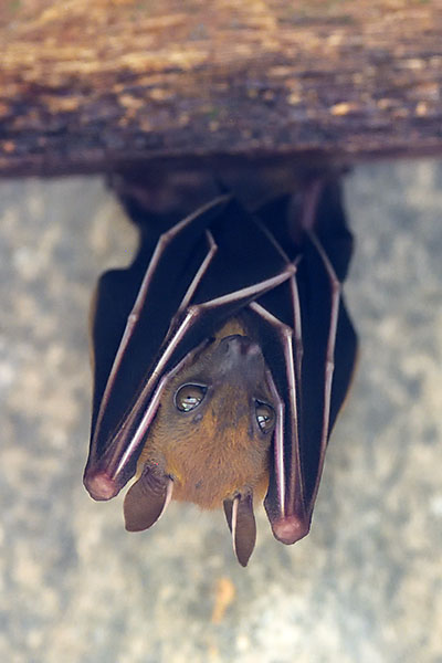 Forest Short-nosed Fruit Bat (Cynopterus brachyotis) in the rainforest