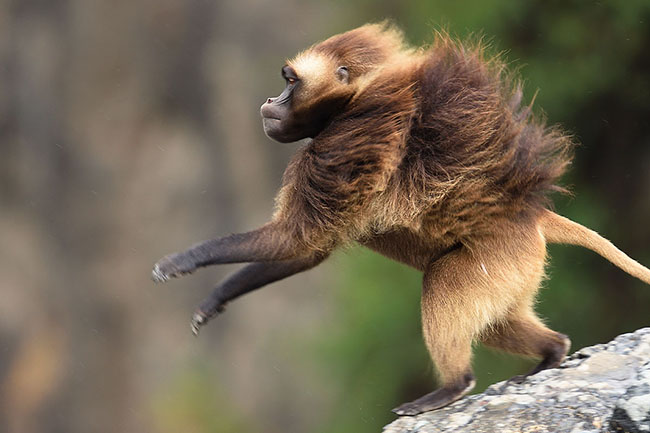 Gelada Baboon (Theropithecus gelada) jumping